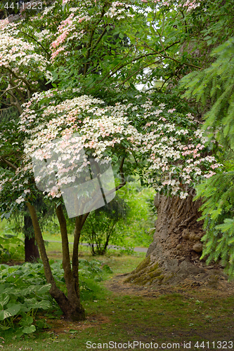 Image of Korean Dogwood tree in botanical garden