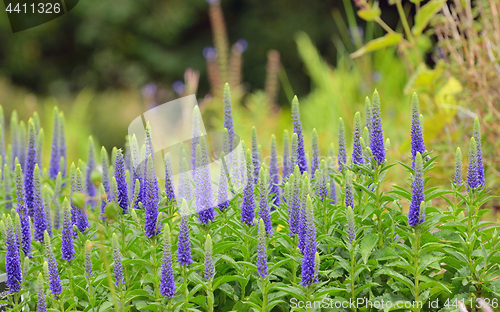 Image of Purple Veronica spicata flowers