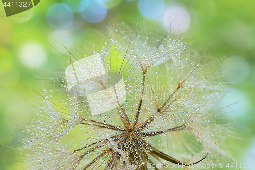 Image of Dew drops on a dandelion seed