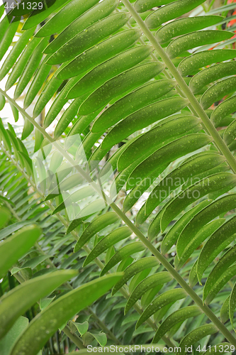 Image of Tropical leaves details