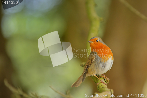 Image of Cute little robin bird 