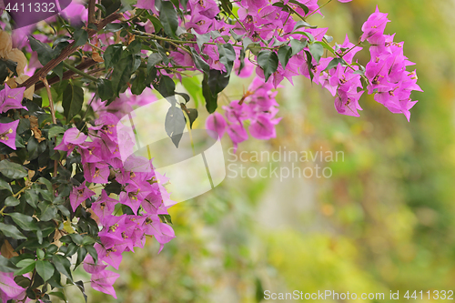 Image of Purple bougainvillea flowers