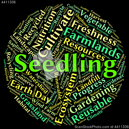 Image of Seedling Word Represents Plant Life And Flora