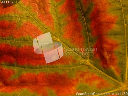 Image of leaf