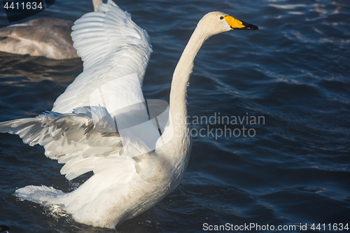 Image of Beautiful white whooping swans