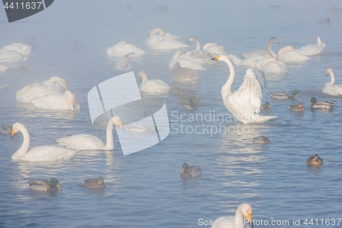 Image of Beautiful white whooping swans