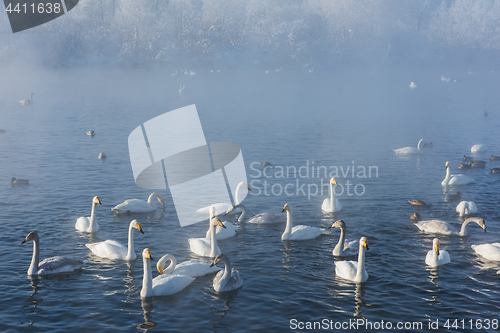 Image of Beautiful white whooping swans