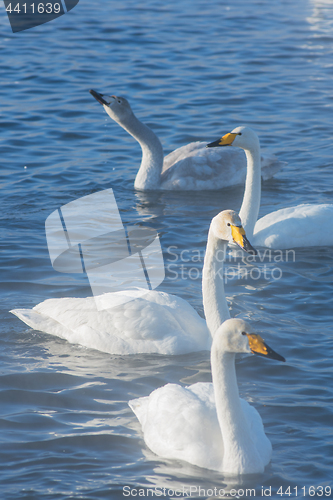 Image of Beautiful white whooping swans