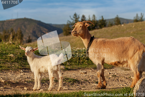 Image of Mother goat and her kid