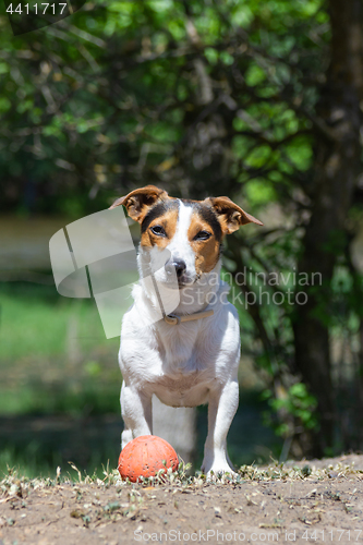 Image of Jack Russell Terrier sitting in the grass