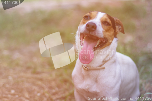 Image of Jack Russell Terrier sitting in the grass