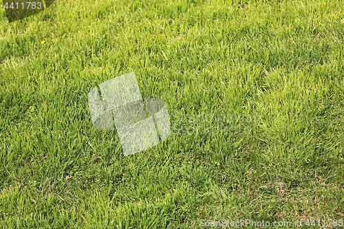 Image of Grass