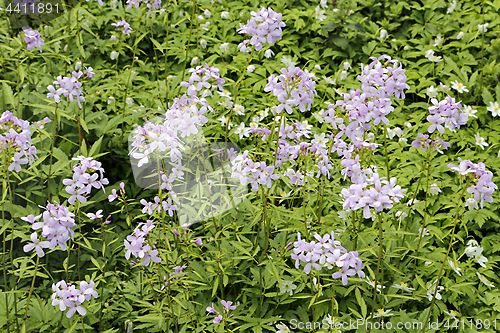 Image of Beautiful flowers