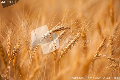 Image of Wheat field detail