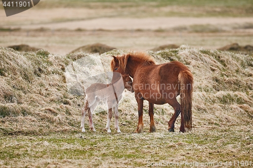 Image of Horse feeding its offspring