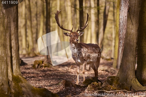 Image of Deer in the woods