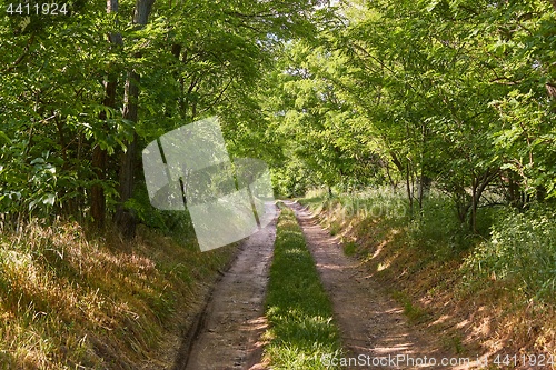 Image of Forest walking route