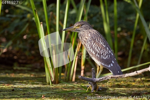 Image of Bird fishing in the lake