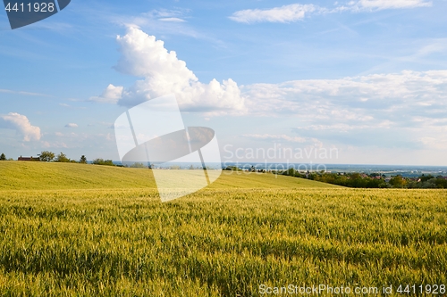 Image of Wheat field detail