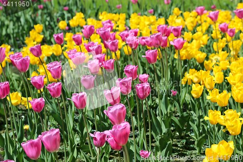 Image of Beautiful bright colorful tulips