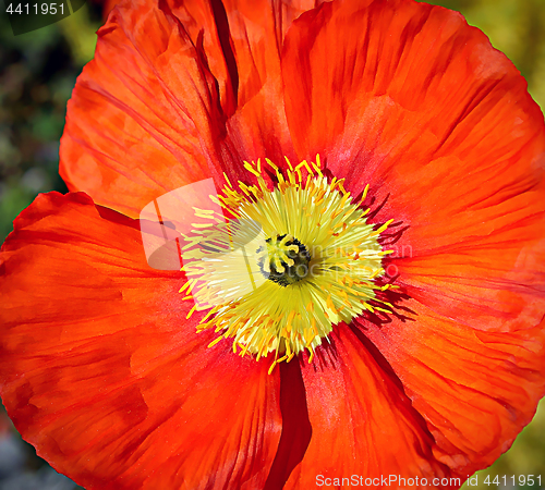 Image of Beautiful red poppy