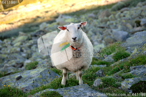 Image of Sheep in Norwegian mountain