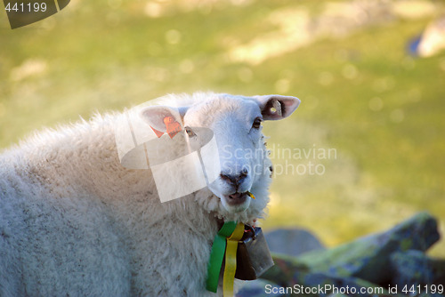 Image of Sheep in Norwegian mountain