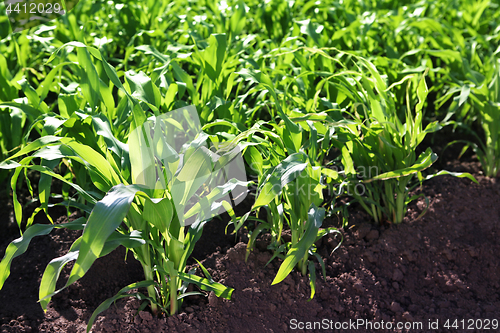 Image of Cultivation of grain crops