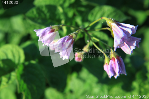 Image of flowers of potatoes