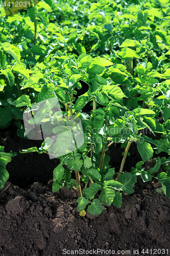 Image of green bush of potatoes on soil