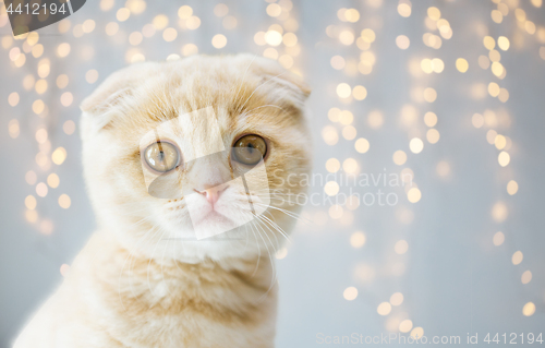 Image of close up of scottish fold kitten