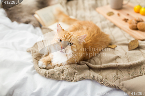 Image of red tabby cat lying on blanket at home in autumn