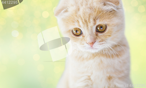 Image of close up of scottish fold kitten