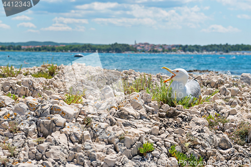 Image of Seagull on the beach in Istria