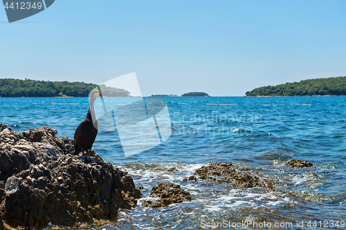 Image of Cormorant on the beach in Istria