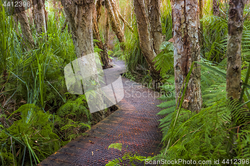 Image of Boardwalk through lush coastal rainforest and swamp lands