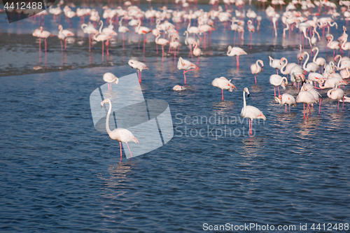 Image of Flock of adorable pink flamingos