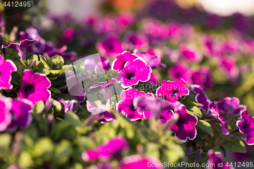 Image of Dubai miracle garden