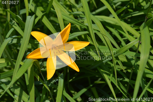 Image of Dwarf day lily