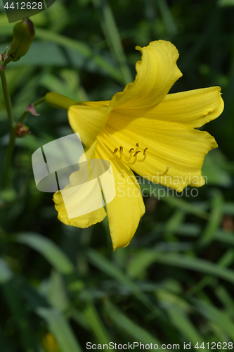 Image of Citron daylily