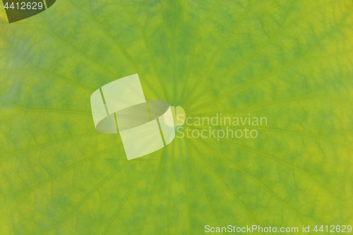 Image of Green leaf