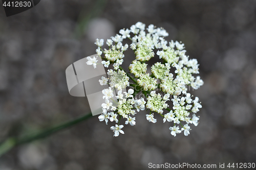 Image of Corky-fruited water-dropwort