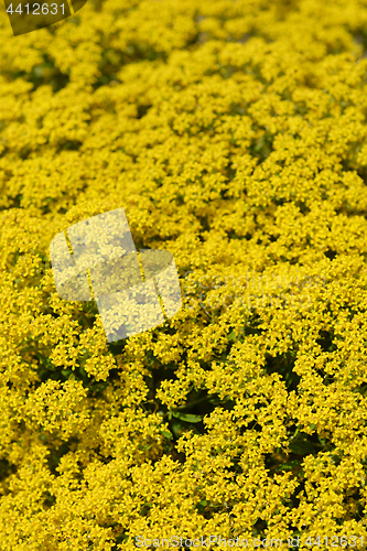 Image of Yellowtuft flowers