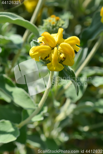 Image of Jerusalem sage