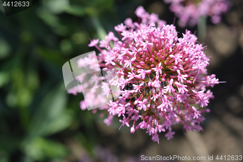 Image of Red valerian