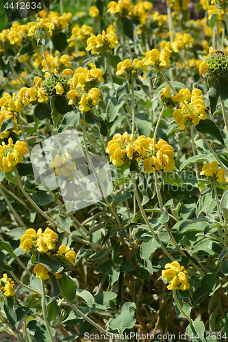 Image of Jerusalem sage