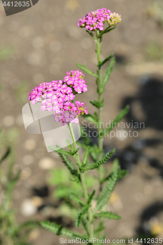 Image of Summer pastels yarrow