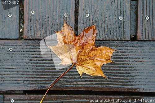 Image of Fallen Leaf