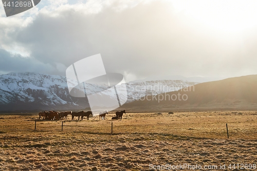 Image of Horse grazing in Iceland