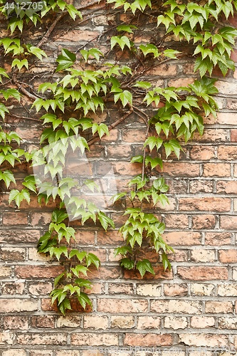 Image of Ivy on a wall